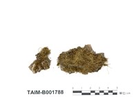 藏品(黃灰苔)的圖片